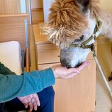 Tiergestützte Therapie